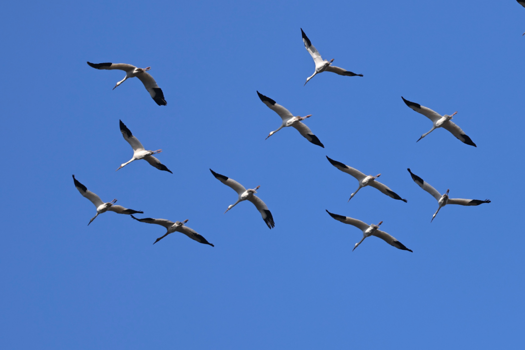 时隔十四年，白鹤再现淮安！铁山寺记录31只极...