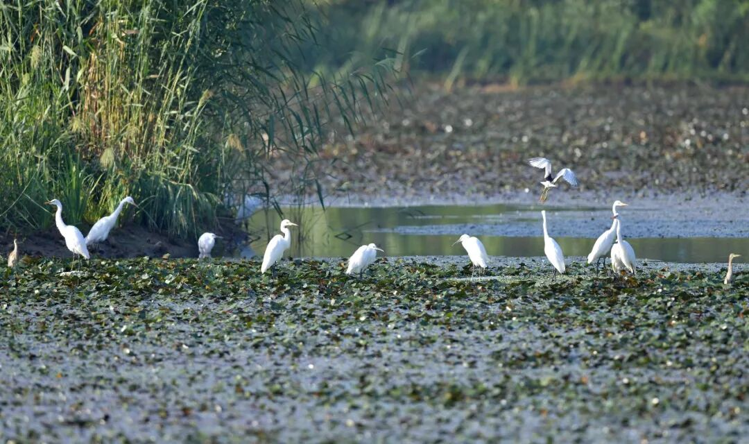 洪泽：修复湿地生态 守护候鸟迁徙通道